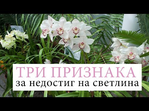 Видео: Dendrobium: грижа. Какво да правя, когато орхидеята цъфти?
