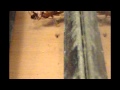 False Widow Spider vs Cricket