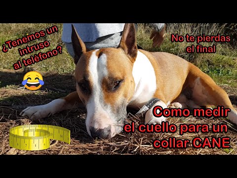 Video: Cómo medir un collar de perro