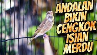 Download Mp3 ANDALAN BIKIN CENGKOK ISIAN MERDU - MASTERAN BLACKTHROAT GACOR SUARA JERNIH PANJANG Gudang lagu Download Mp3 ANDALAN BIKIN CENGKOK ISIAN MERDU - MASTERAN BLACKTHROAT GACOR SUARA JERNIH PANJANG
