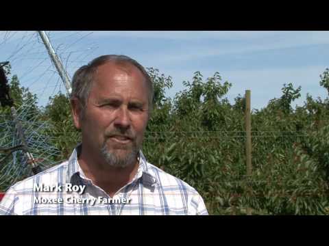 Yum, Yum! Cherry Growers Meet To Talk About Their Red Sweets