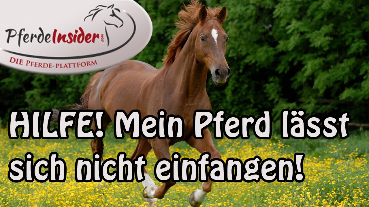 Pferd Lässt Sich Nicht Einfangen