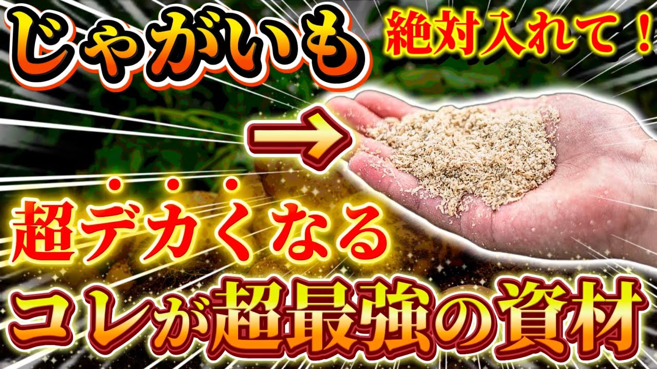 【じゃがいも】コレだけは必ず入れて！土作りに最適な最強の資材米ぬかについてお話します