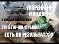 4 месяца укоренения мандарина в тепличке  какой результат