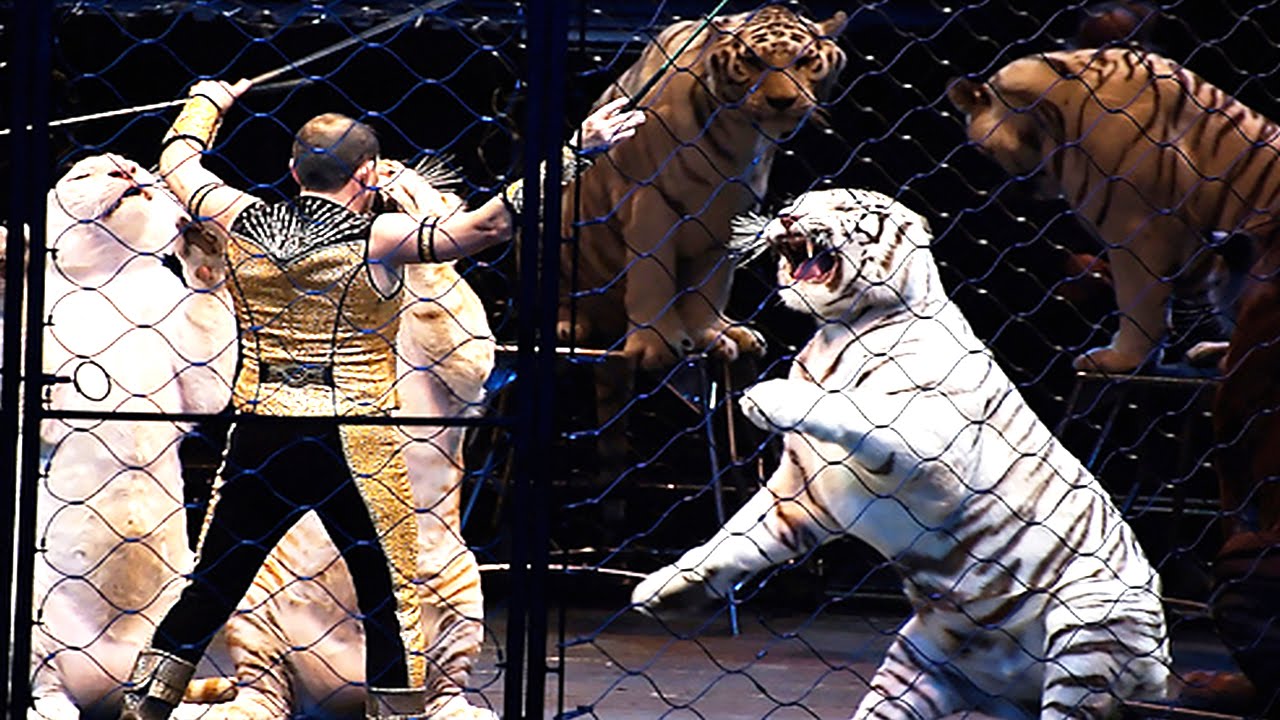 10 Reasons To Avoid The Circus And Visit Big Cat Rescue YouTube