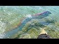 GIANT OARFISH FILMED IN MEXICO