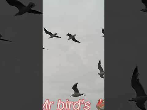 Video: Är cahow en fågel?