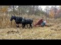 McCormick Deering Corn Binder with team of Percherons