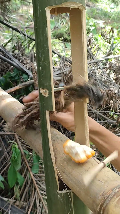 Membuat Perangkap Tupai dari Bambu