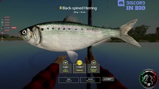 Akhtuba River spot, Trophy Black Spined Herring  #42  Russian Fishing 4 / RF4