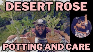 How to Care for Desert Rose (Adeniums)