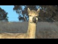 Nurrenyen alpaca stud farm