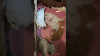 3 week old kittens are getting feisty with each other during the morning rumble part2