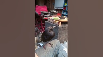 Adorable Crow Demands for More Pets with Brush!