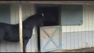 El Caballo Escapista