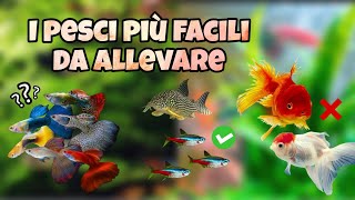 i pesci più FACILI da allevare in acquario #acquario #pesci #animali