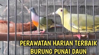 perawatan harian burung punai daun