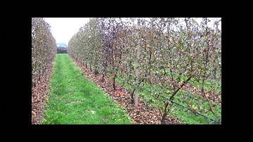AgFirst - New orchard planting systems