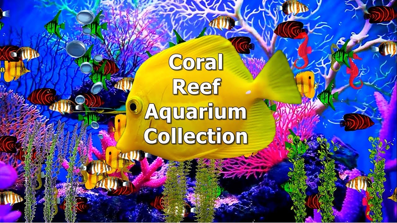 Coral Reef Aquarium Collection  aquarium  coralreef 