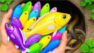 I Catch a Colorful Little Ornamental Fish in a Giant Egg:Baby Turtle, Shrimp, Guppy, Koi Fish, Molly