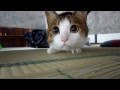 綿ぼうしが３度の飯より好きなネコ