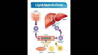 (LIPID METABOLISM Biochemistry Session 1)Lipid Digestion