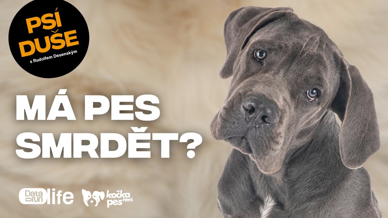 Co nám říká psí smrad: přirozenost, nebo problém?