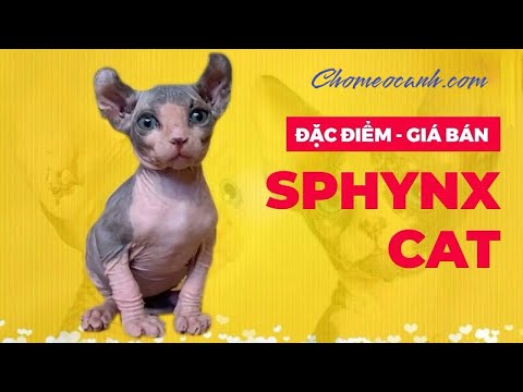 Video: Hình xăm mèo Sphynx là độc ác