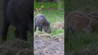 Een ENORME rotte wilde zwijnen staat vlak voor m'n neus op het veld! 🐗💨