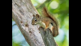 Angry Red Squirrel