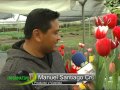 Produccion de tulipanes en Atlixco