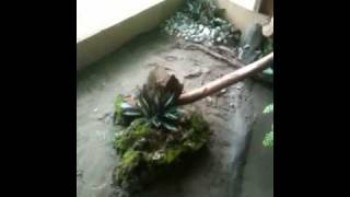 Sailfin dragon enclosure