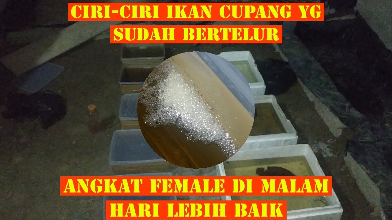 Ciri-ciri telur ikan cupang & pengangkatan female yang sudah bertelur