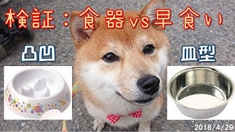 シバタ Youtube