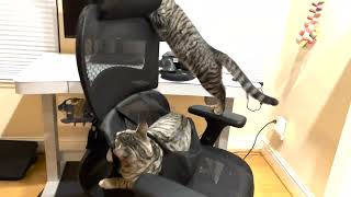 The Great Office Chair Takeover #cats #catschannel #kittens #kittensofyoutube #kittensofyoutube