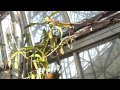 新木場　夢の島熱帯植物館　食虫植物温室 の動画、YouTube動画。