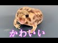 わらび餅みたいなカエルが餌を取り合う！