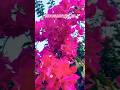 Bougainvillea 🤍 #flowers #bougainvillea #bougainvilleavarieties #trendingshortvideo #flowerlife