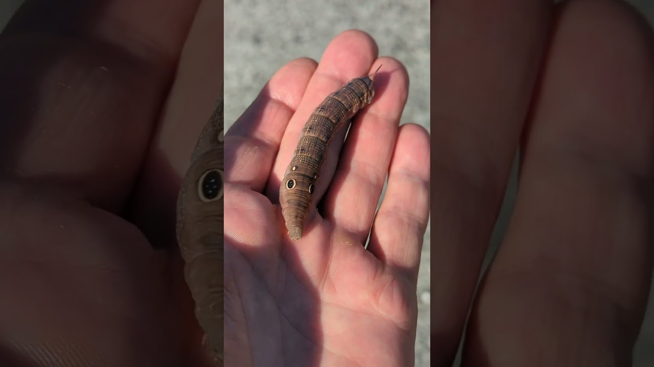 Raupe, Hippotion celerio