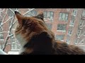 Cat Enjoy Watching Dog Walk In NYC Snow