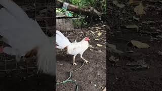 #chicken #fighter #flyers #white #farm
