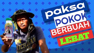 Pokok degil tak mahu berbuah buat cara ini