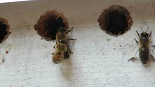 Пчёлки чистят друг друга, откуда тогда клещ Варроа