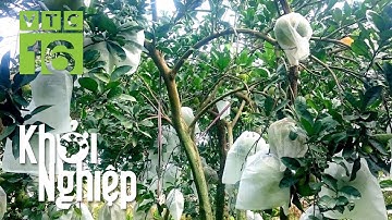 Mặc áo cho bưởi, lão nông may túi 3 gang đựng tiền | VTC16