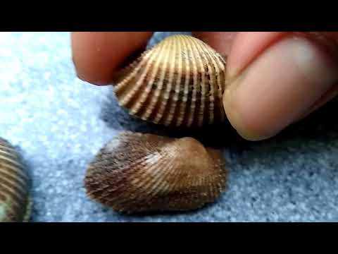 Video: Perbedaan Antara Kerang Dan Kerang