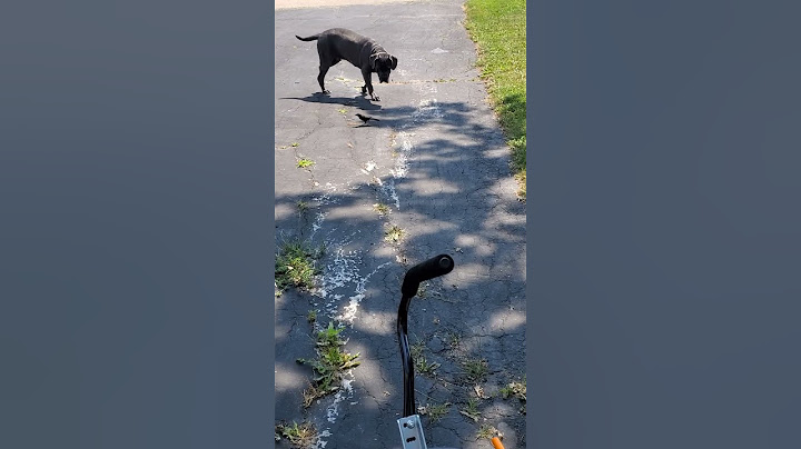 Thor found himself a new friend