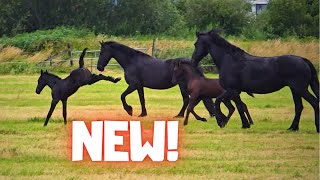 New for the Horses and foals!! A Beautiful Pasture. They’re All So Happy With It! | Friesian Horses