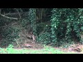 Fox cubs playing (part 2)