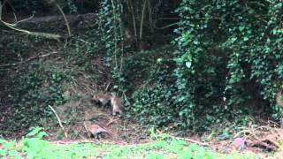 Fox cubs playing (part 2)