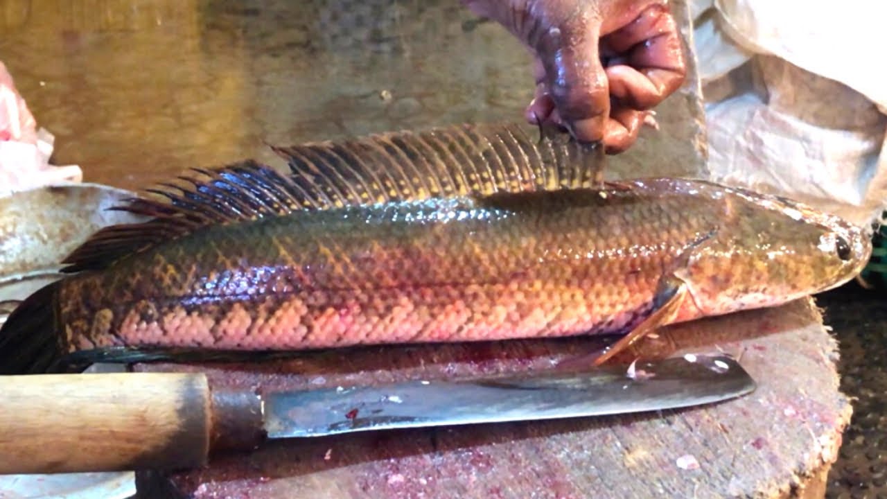 Amazing Snakehead Sola Fish Skinning & Chopping Video In The Morning Fish Market !! Fish cutting